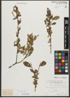 Foto von Salix triandra subsp. triandra L.